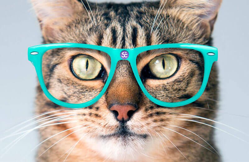 SmartCAT - наш технологический партнёр!